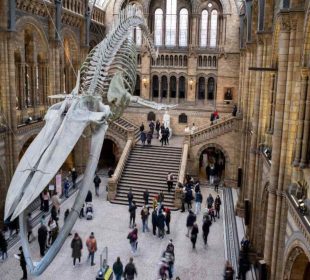 Natural History Museum
