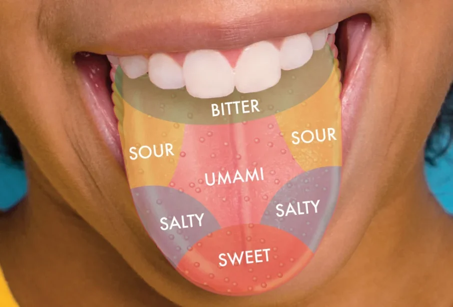 The Science Behind Taste and Flavor