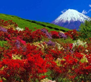 Japan’s Most Spectacular Bloom Festivals