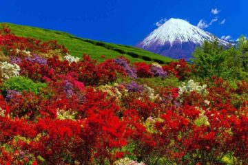 Japan’s Most Spectacular Bloom Festivals