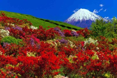 Japan’s Most Spectacular Bloom Festivals