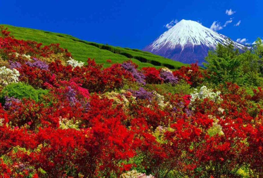 Japan’s Most Spectacular Bloom Festivals