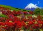Japan’s Most Spectacular Bloom Festivals