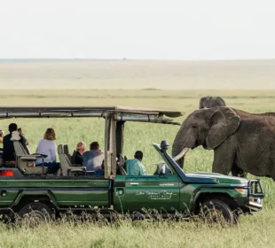 African Safari Trip