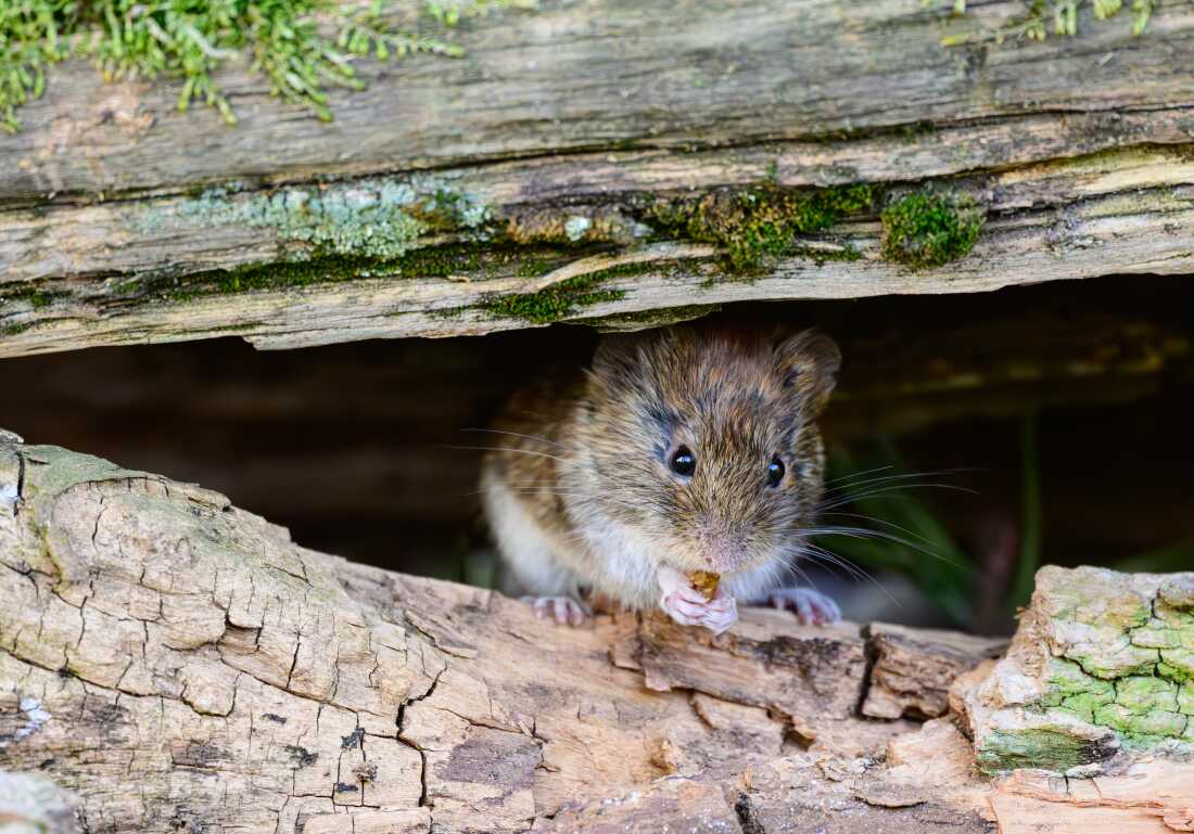 A mice