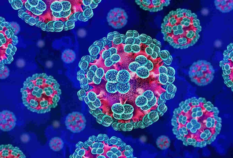 Hantavirus under the microscope